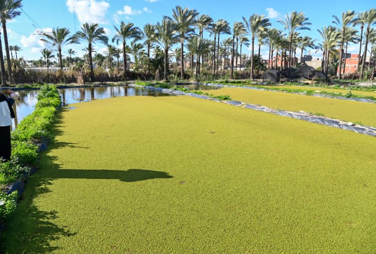 مصرف كيتشنر