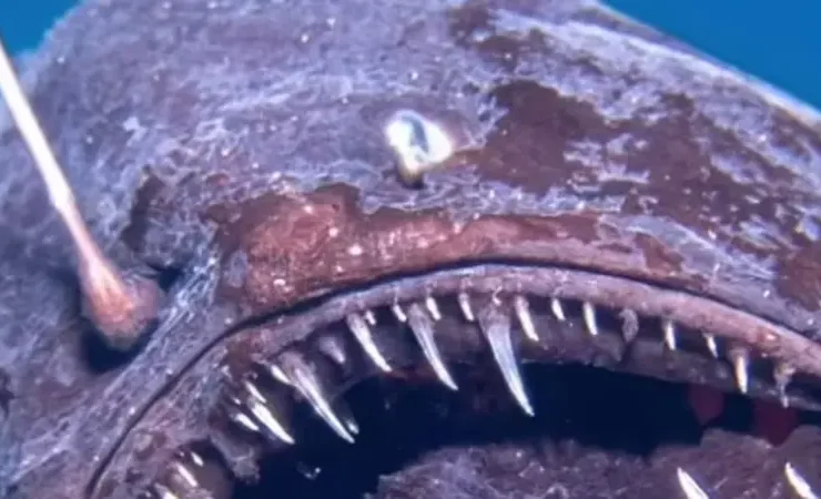 سمكة الشيطان الأسود