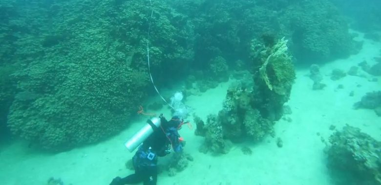 مستعمرة مرجانية