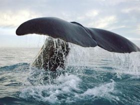 حيتان المتوسط