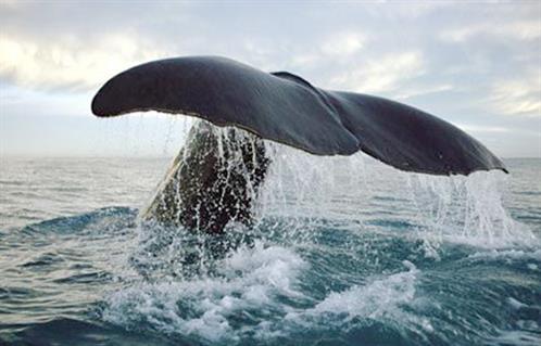 حيتان المتوسط