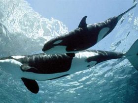 حوت الأوركا