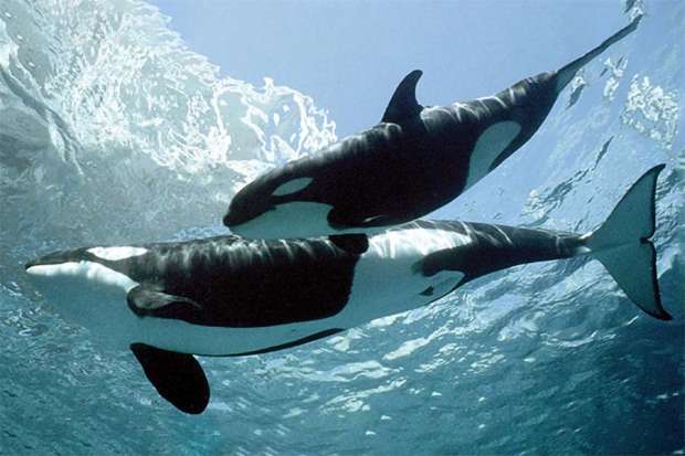 حوت الأوركا