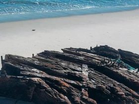 «لورانس ن. ماكنزي»