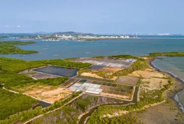 ميناء كاي ميب ها